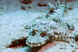 Sipadan_2015_Poisson crocodile de Beaufort_Cymbacephalus beauforti_IMG_2805_rc